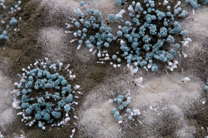 Microscopic View of Mold Spores